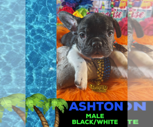 French Bulldog Puppy for sale in HEATHROW, FL, USA
