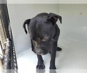 American Pit Bull Terrier Dogs for adoption in Houston, TX, USA