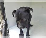 Small American Pit Bull Terrier