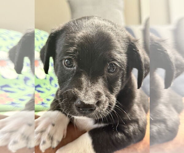 Medium Photo #1 Chihuahua-Unknown Mix Puppy For Sale in Jefferson, NJ, USA