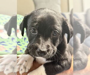 Chihuahua-Unknown Mix Dogs for adoption in Jefferson, NJ, USA