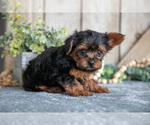 Small #2 Yorkshire Terrier