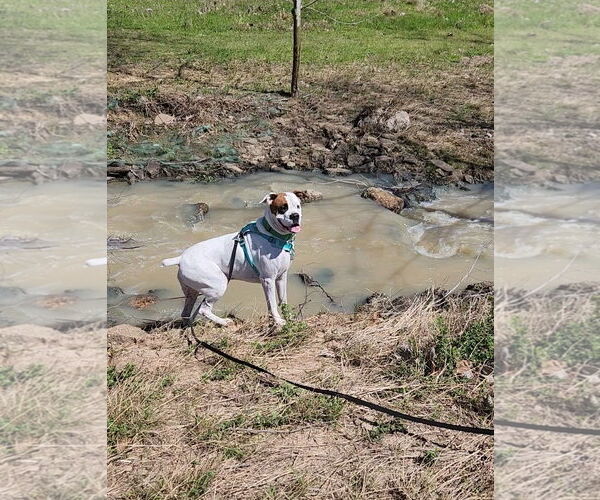 Medium Photo #7 Boxer-Unknown Mix Puppy For Sale in Rosenberg, TX, USA