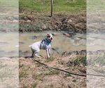 Small #6 Boxer Mix
