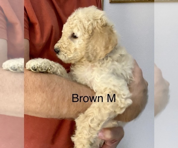 Medium Photo #6 Goldendoodle Puppy For Sale in MILTON, FL, USA