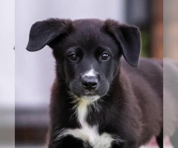 Medium Photo #3 Labrador Retriever-Unknown Mix Puppy For Sale in San Diego, CA, USA
