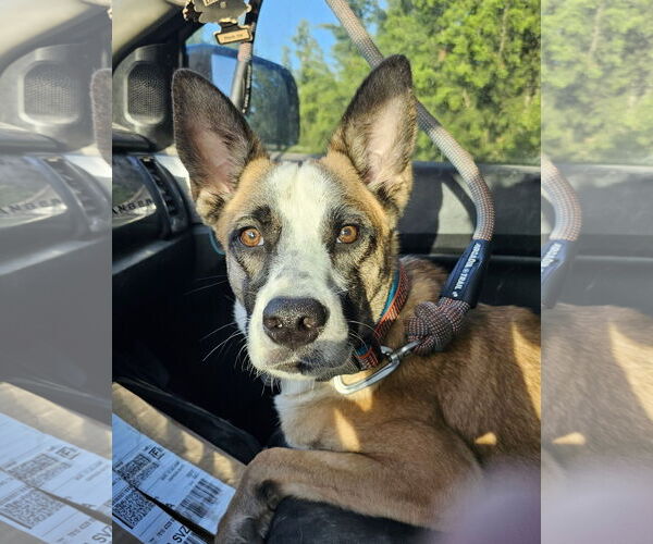 Medium Photo #1 Boxer-Unknown Mix Puppy For Sale in Pipe Creek, TX, USA