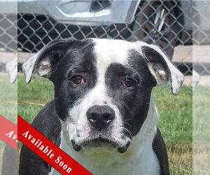 American Bulldog-American Staffordshire Terrier Mix Dogs for adoption in Huntley, IL, USA