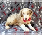 Small #2 Miniature Australian Shepherd