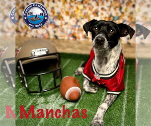 Manchas - Male Rat Terrier-Unknown Mix Dog for Adoption - Photo #4