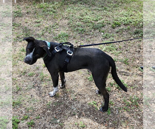Medium Photo #4 Mutt Puppy For Sale in Bandera, TX, USA