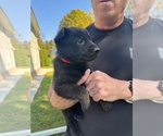 Small #2 German Shepherd Dog