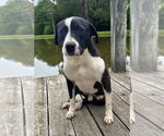 Small #1 Labrador Retriever Mix