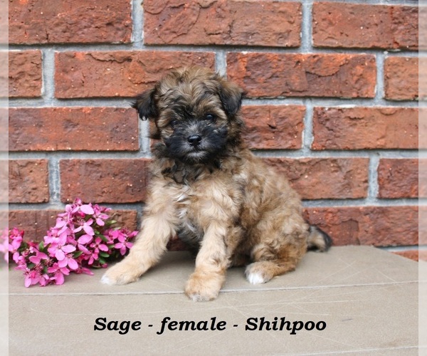 Medium Photo #1 Shih-Poo Puppy For Sale in CLARKRANGE, TN, USA