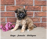 Small Shih-Poo