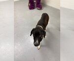 Small #5 Labrador Retriever Mix