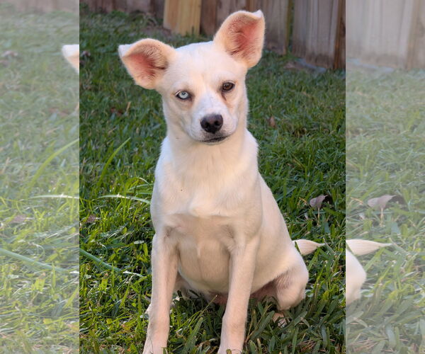 Medium Photo #1 Chihuahua-Siberian Husky Mix Puppy For Sale in Oakhurst, NJ, USA