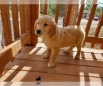 Small Photo #4 Golden Retriever Puppy For Sale in PEYTON, CO, USA