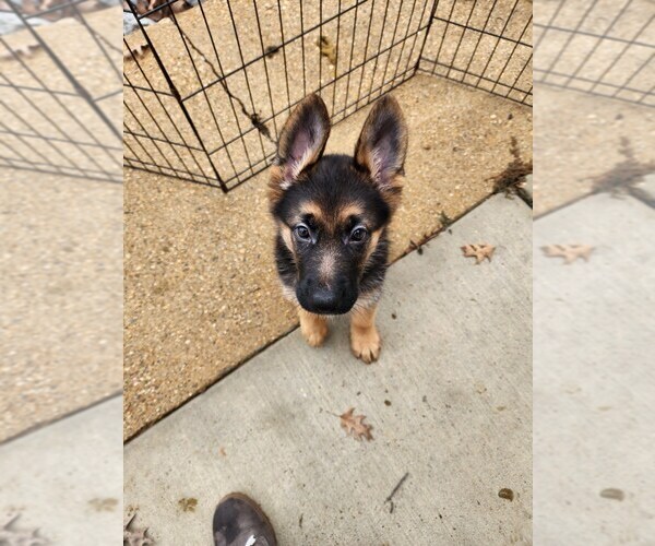Medium Photo #6 German Shepherd Dog Puppy For Sale in BENTON, LA, USA
