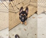 Small Photo #6 German Shepherd Dog Puppy For Sale in BENTON, LA, USA