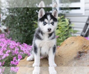 Medium Pomsky