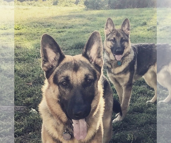 Medium Photo #1 German Shepherd Dog Puppy For Sale in EAST LYME, CT, USA