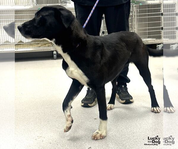 Medium Photo #4 Labrador Retriever-Retriever  Mix Puppy For Sale in Washington, DC, USA