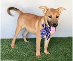 Small #1 Labrador Retriever Mix