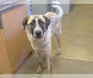 Anatolian Shepherd Dogs for adoption in Sacramento, CA, USA