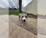 Small Photo #7 Mutt Puppy For Sale in Crete, IL, USA