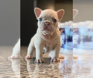French Bulldog Puppy for Sale in ATL, Georgia USA