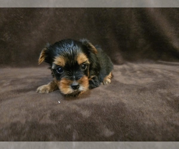 Medium Photo #4 Yorkshire Terrier Puppy For Sale in CARLYLE, IL, USA