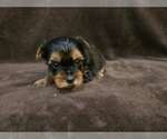 Small #3 Yorkshire Terrier