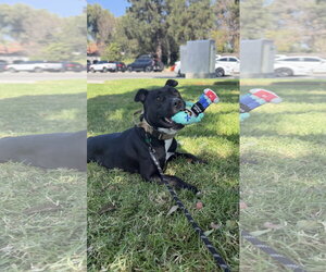 Sadie - Female American Pit Bull Terrier-American Staffordshire Terrier Mix Dog for Adoption - Photo #2