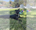 Small Photo #2 American Pit Bull Terrier-American Staffordshire Terrier Mix Puppy For Sale in Lake Elsinore, CA, USA