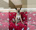 Small #2 German Shepherd Dog Mix