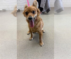 Chihuahua-Unknown Mix Dogs for adoption in San Bernardino, CA, USA