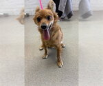 MACARONI - Male Chihuahua-Unknown Mix Dog for Adoption - Small photo