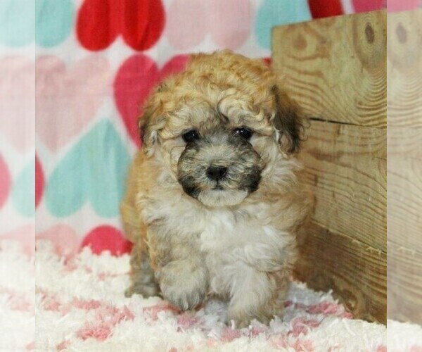 Medium Photo #5 Havanese Puppy For Sale in DANVILLE, PA, USA