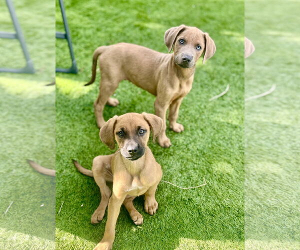 Medium Photo #6 Golden Labrador Puppy For Sale in Royal Palm Beach, FL, USA