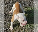 Small #5 American Bulldog