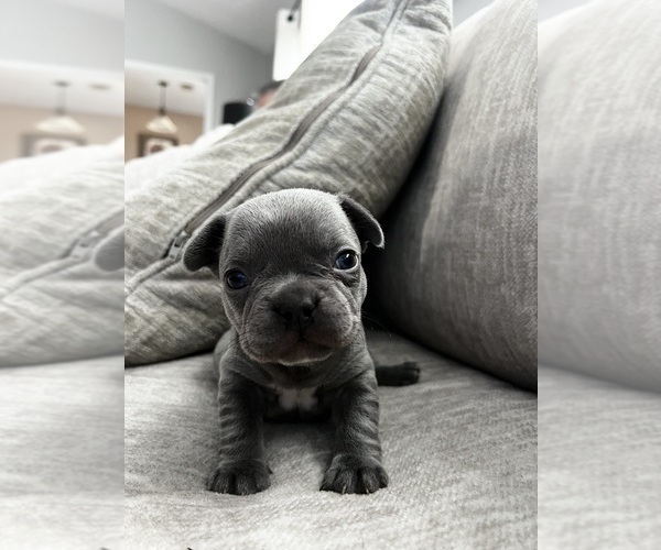 Medium Photo #3 French Bulldog Puppy For Sale in BEREA, KY, USA