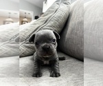 Small #2 French Bulldog