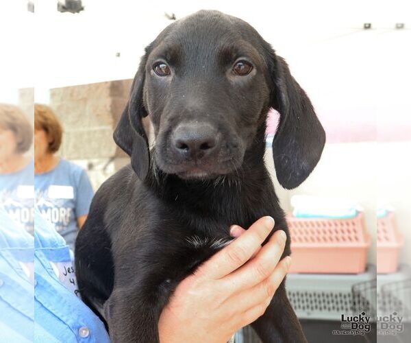 Medium Photo #6 Labrador Retriever-Retriever  Mix Puppy For Sale in Washington, DC, USA