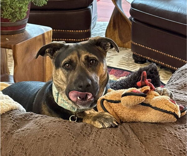 Medium Photo #5 Mutt Puppy For Sale in Mount Laurel, NJ, USA