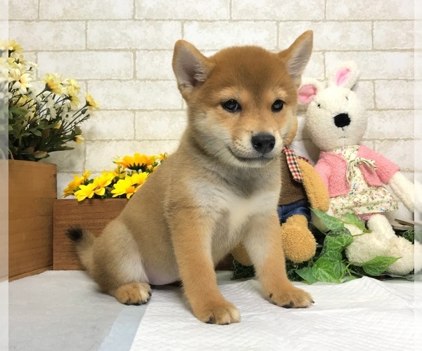 Medium Photo #3 Shiba Inu Puppy For Sale in SACRAMENTO, CA, USA