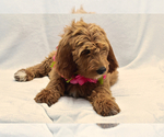 Small Photo #6 Goldendoodle Puppy For Sale in PRESCOTT VALLEY, AZ, USA