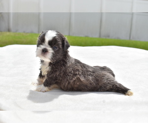 Shih Tzu Puppy for sale in PALM COAST, FL, USA