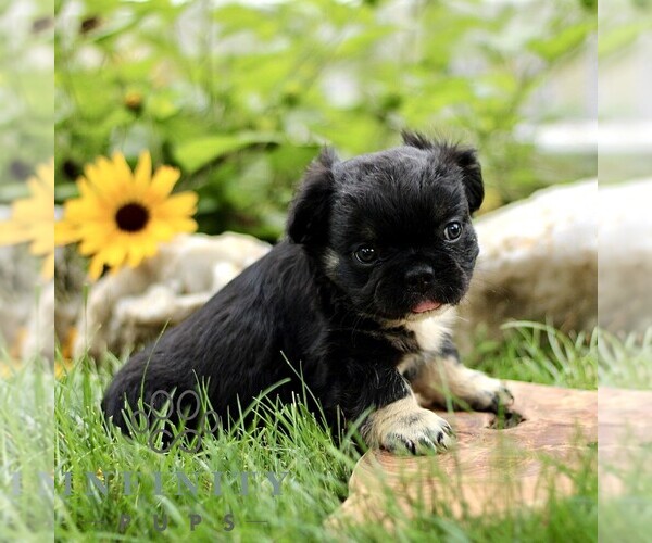 Medium Photo #4 French Bulldog Puppy For Sale in RONKS, PA, USA