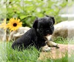 Small #3 French Bulldog
